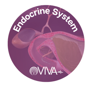 VIVA Endocrine badge